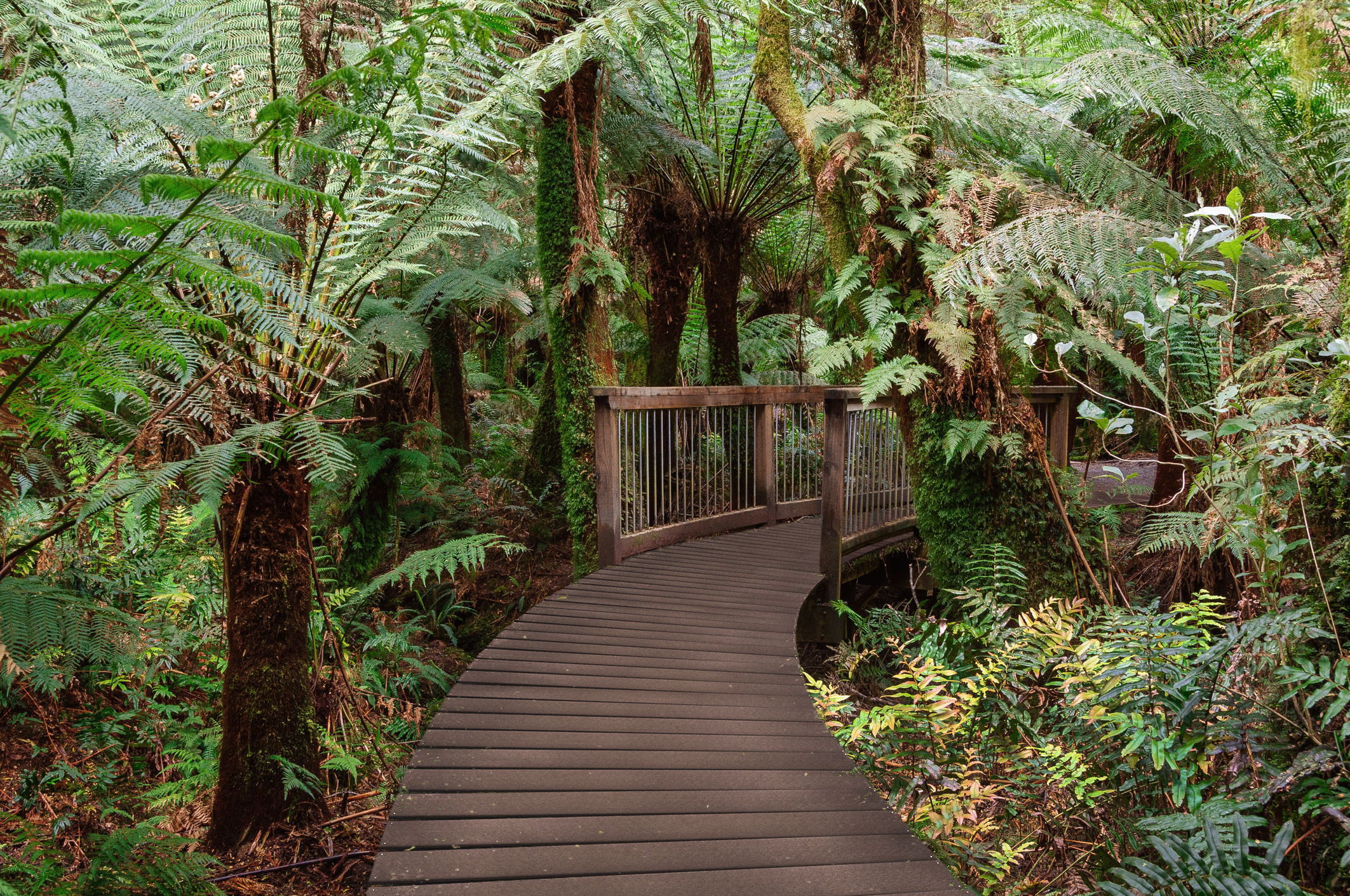 A wooden walkway through a tropical forest.